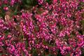 Erica carnea Myretoun Ruby IMG_9452 Wrzosiec czerwony